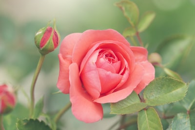 गुलाब,<span>अतुकांत कविता</span>