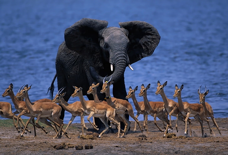 wildlife-africa-elephant-duiker-pygmy-antelope-wallpaper-preview_1692974159.jpg